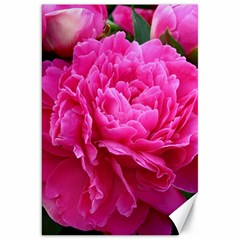 Paeonia Eleanor Canvas 20  X 30   by trendistuff