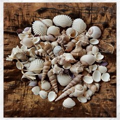 Tropical Sea Shells Collection, Copper Background Canvas 12  X 12   by yoursparklingshop