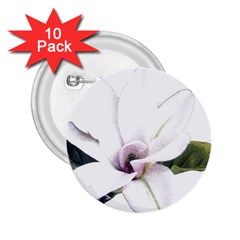White Magnolia Pencil Drawing Art 2 25  Buttons (10 Pack)  by picsaspassion