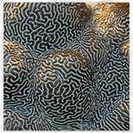 Coral Pattern Canvas 12  x 12   11.4 x11.56  Canvas - 1