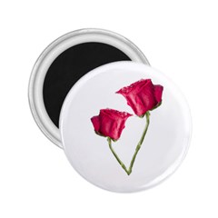Red Roses Photo 2 25  Magnets by dflcprints