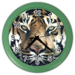 Tiger Bengal Stripes Eyes Close Color Wall Clocks by BangZart