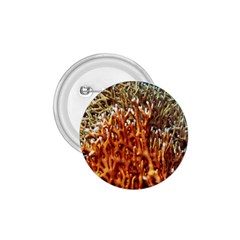 Fire Coral 1 1 75  Buttons by trendistuff