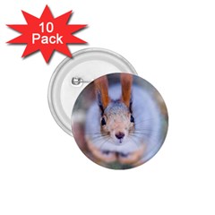 Squirrel Looks At You 1 75  Buttons (10 Pack) by FunnyCow