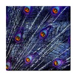 Peacock Feathers Color Plumage Blue Tile Coasters Front