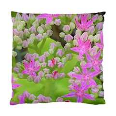 Hot Pink Succulent Sedum With Fleshy Green Leaves Standard Cushion Case (two Sides) by myrubiogarden
