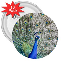 Peacock Bird Colorful Plumage 3  Buttons (10 Pack)  by Wegoenart