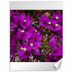 Bougainvillea  Canvas 36  X 48  by okhismakingart