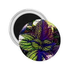 Dark Coleus 2 25  Magnets by Riverwoman