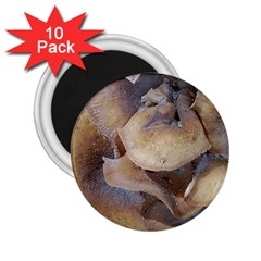 Close Up Mushroom Abstract 2 25  Magnets (10 Pack)  by Fractalsandkaleidoscopes