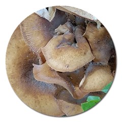 Close Up Mushroom Abstract Magnet 5  (round) by Fractalsandkaleidoscopes