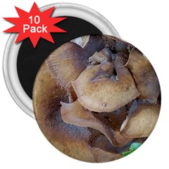 Close Up Mushroom Abstract 3  Magnets (10 Pack)  by Fractalsandkaleidoscopes