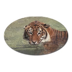 Swimming Tiger Oval Magnet by ExtraAwesomeSauce