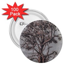 Big Tree Photo Illustration 2 25  Buttons (100 Pack)  by dflcprintsclothing