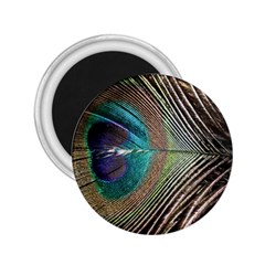 Peacock 2 25  Magnets by StarvingArtisan