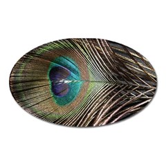 Peacock Oval Magnet by StarvingArtisan