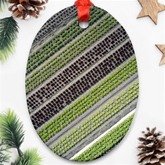 Field Agriculture Farm Stripes Diagonal Ornament (oval) by Jancukart