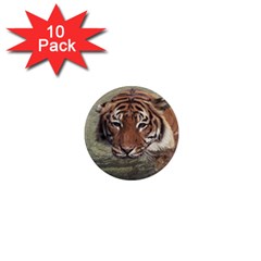 Swimming Tiger 1  Mini Magnet (10 Pack)  by ExtraAwesomeSauce