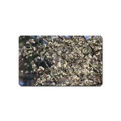 Pear Tree In Full Bloom Magnet (name Card) by ExtraAwesomeSauce