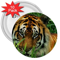 Tiger 3  Button (10 Pack) by ironman2222